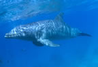 Bottlenose dolphin at Cozumel