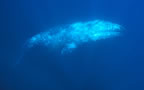 Gray whale at Anacapa Island, California.