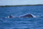 Mom and calf.