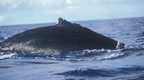 That's why they call them humpbacks.