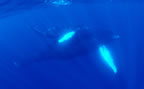 Mom and calf.