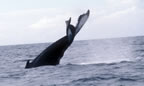 Mating bull tail slapping.