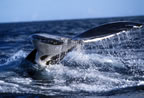 Humpback flukes.