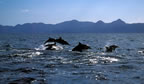 Dolphins near Loreto.