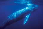 Gray whale at Anacapa Island in California.