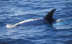 Risso dolphin near Anacapa Island in California